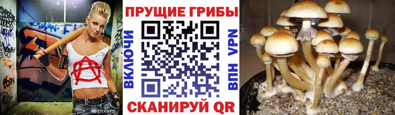 Купить закладки  Воткинск  Псилоцибиновые грибы мицелий 